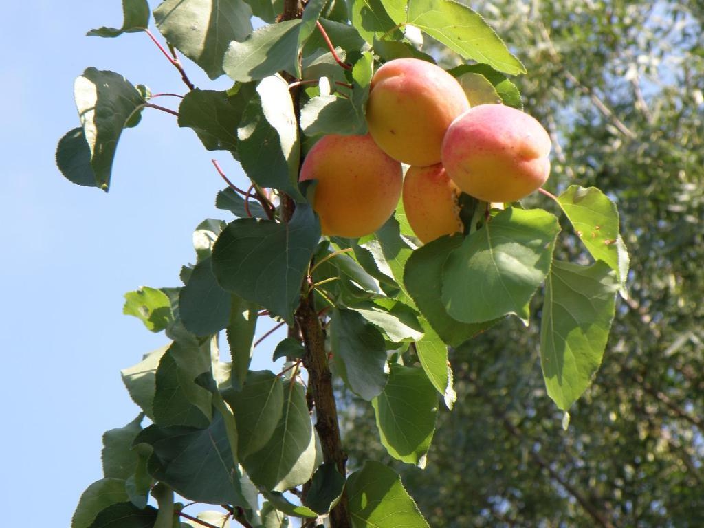 Appartamento Domaine De L'Aumone Agde Esterno foto